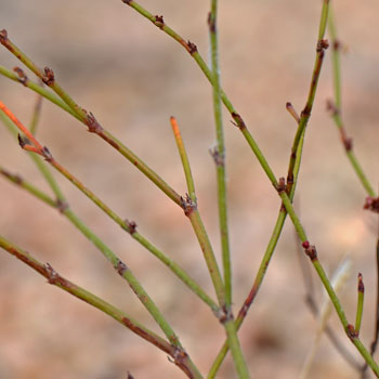 Eriogonum wrightii, Wright Buckwheat